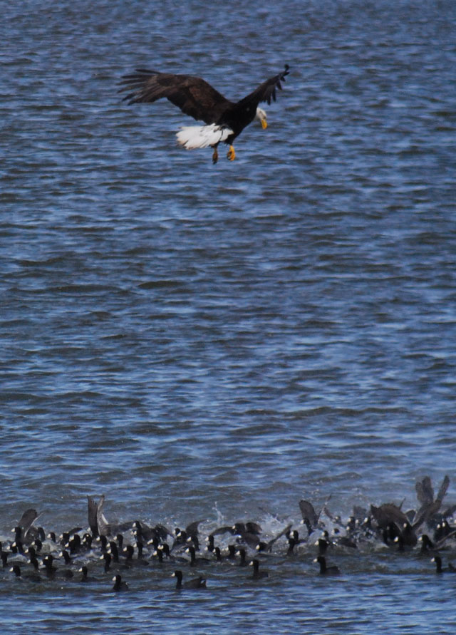 bald dove