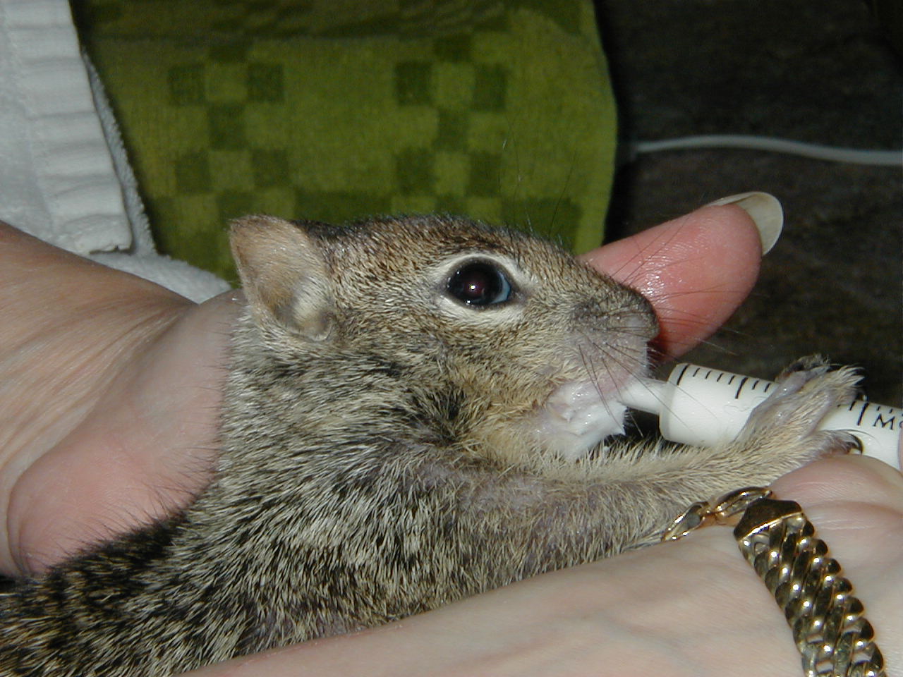 Baby ground squirrel